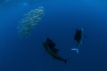 Sailfish hunting sardines in a baitball, great experience!!!!! 